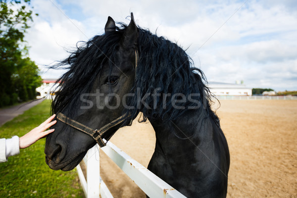 Portrait of a frisian horse Stock photo © castenoid