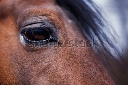 лошади глаза подробность стабильный волос фон Сток-фото © castenoid