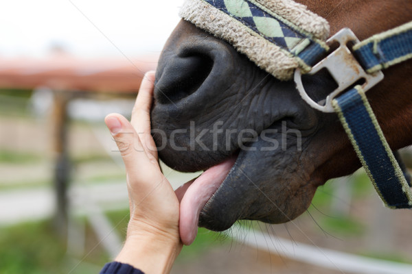 Muzzle of horse and human hand Stock photo © castenoid