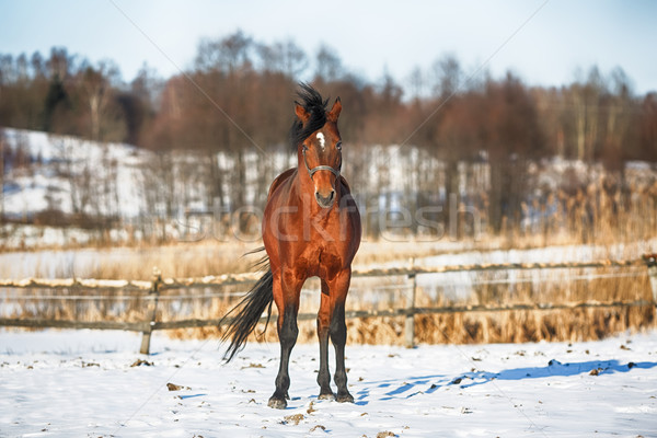 лошади зима Постоянный снега области животного Сток-фото © castenoid