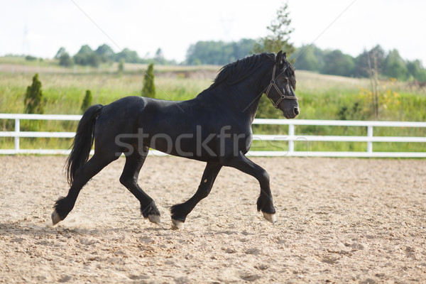 Running frisian horse Stock photo © castenoid
