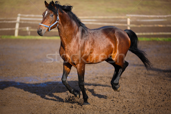 Running horse Stock photo © castenoid