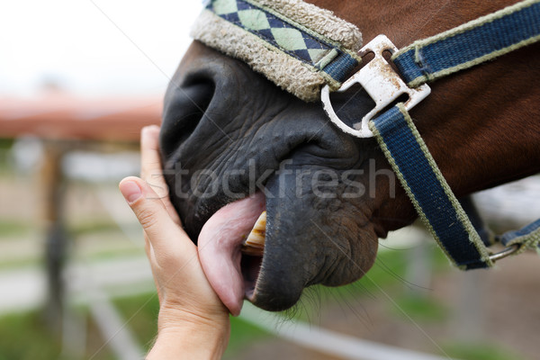 Maulkorb Pferd menschlichen Hand Hand Gesicht Stock foto © castenoid