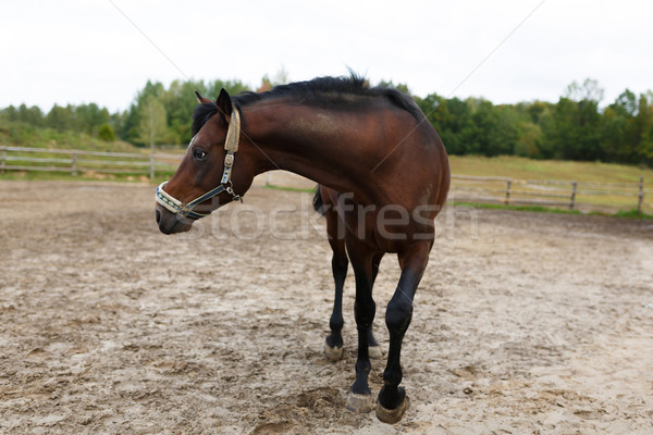 Standing horse Stock photo © castenoid