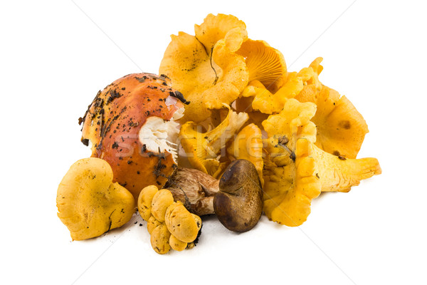 chanterelles, fresh mushrooms Stock photo © Catuncia