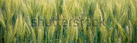 Close Up Whole Grains Real Food Growing in Farmers Field Stock photo © cboswell