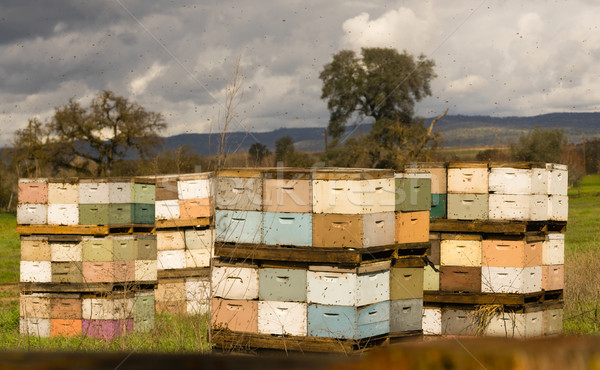 Cajas abeja colonia granja campo abejas Foto stock © cboswell