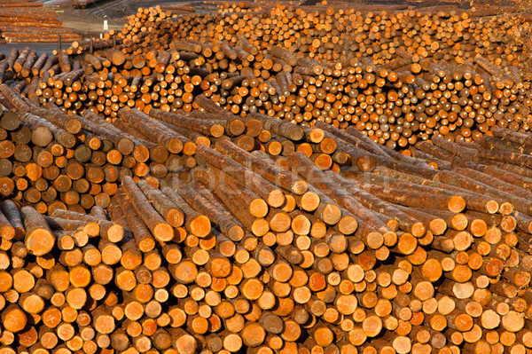 Log Ends Wood Rounds Cut Measured Tree Trunks Lumber Mill Stock photo © cboswell