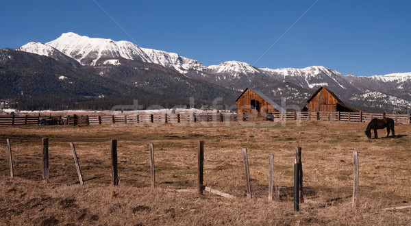 Starych konia stodoła górskich zimą ranczo Zdjęcia stock © cboswell