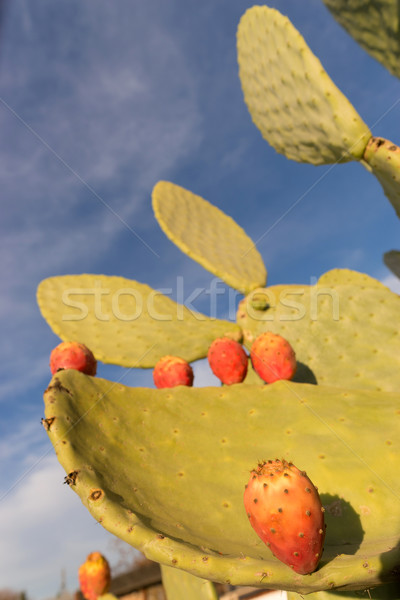 Blooming California Opuntia Cacti Common Western Cactus Prickly  Stock photo © cboswell