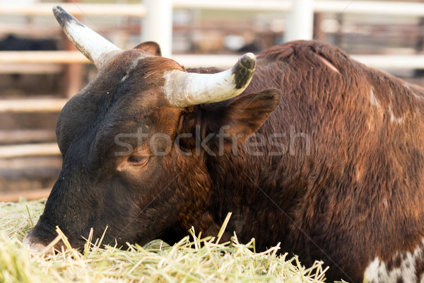 Taur vacă dimineaţă Washington ţară Imagine de stoc © cboswell