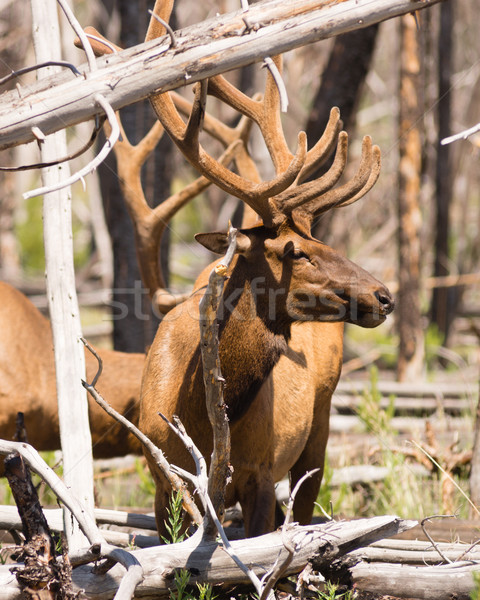 Large Bull Elk Western Wildlife Yellowstone National Park Stock photo © cboswell
