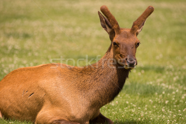 Young Bull Elk Western Wildlife Yellowstone National Park Stock photo © cboswell