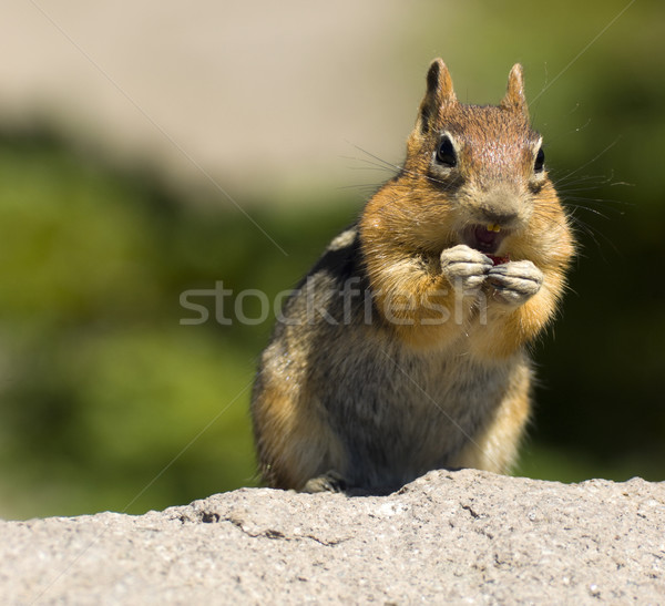 Stock photo: Wild Chipmonk 