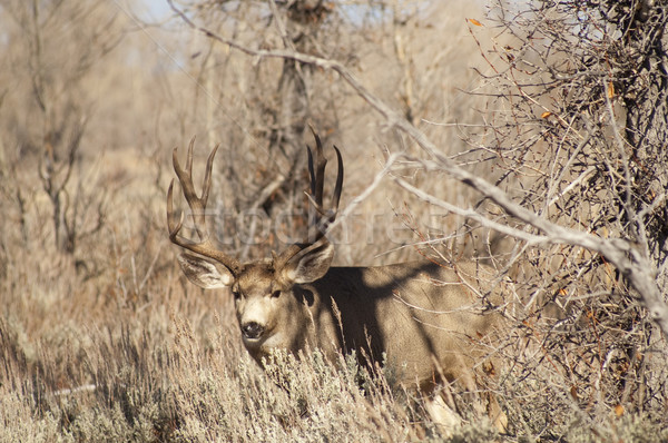 Mule Deer Buck Looks Protecting Family Winter Grassland Wildlife Stock photo © cboswell