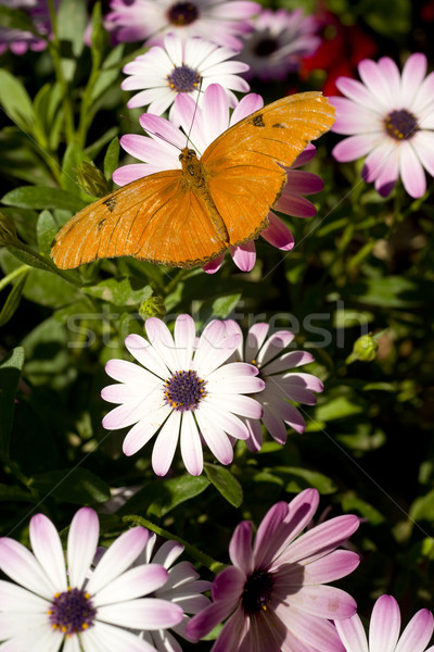 Mozdulatlan pillangó terv levél kert szépség Stock fotó © cboswell