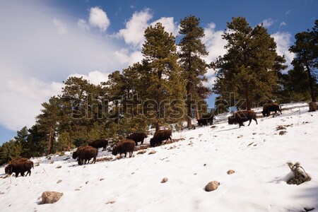 Zdjęcia stock: Na · północ · amerykański · bizon · świeże · śniegu