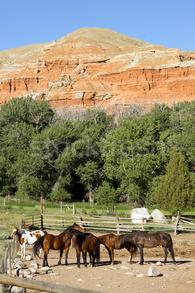 Lovak Wyoming ranch állatok együtt piros Stock fotó © cboswell