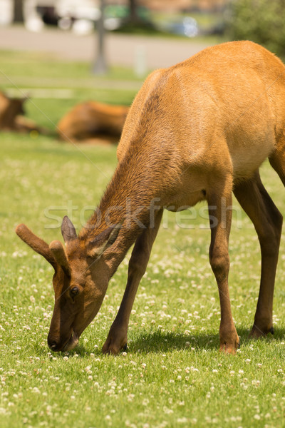 Young Bull Elk Western Wildlife Yellowstone National Park Stock photo © cboswell