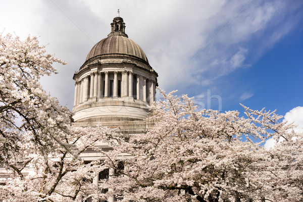 Washington State Capital Building Olympia Springtime Cherry Blos Stock photo © cboswell