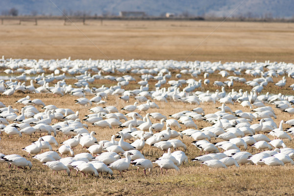 Snow Geese Flock Together Spring Migration Wild Birds Stock photo © cboswell