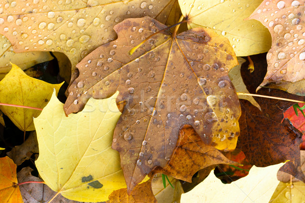 Leaves Fallen Winter Nature Ground Autumn Season Change Dew Drop Stock photo © cboswell