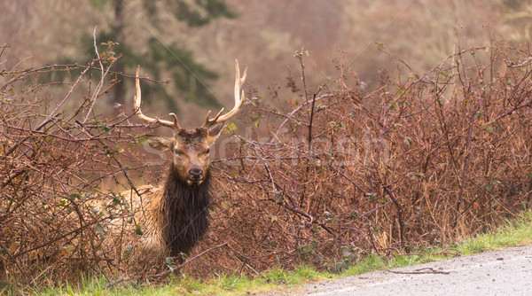 Male Elk Weathering the Rain Northern California Stock photo © cboswell