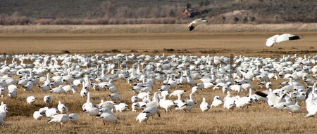 The feed has been sampled time for the flock to relocate Stock photo © cboswell