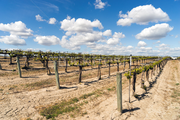 Fiatal szőlő szőlő borászat ültetvény gyümölcs Stock fotó © cboswell