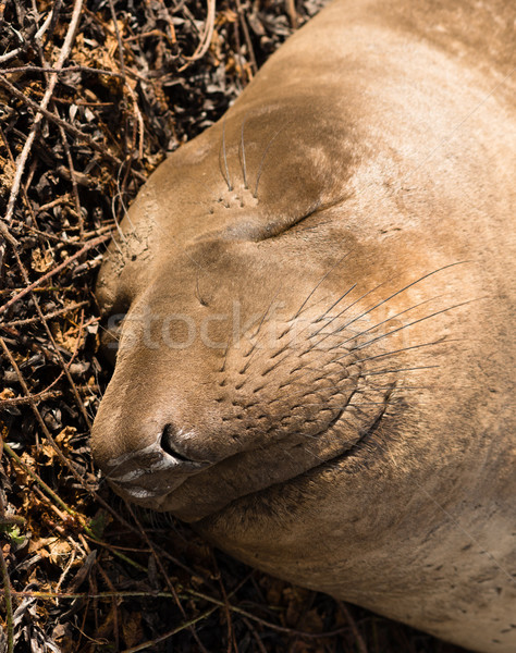 Elephant Seal Wild Mammal Lays Resting Pacific Ocean SeaShore Stock photo © cboswell