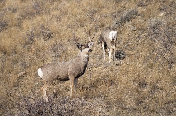 Mule Deer Buck Leading His Female Family Winter Grassland Wildli Stock photo © cboswell