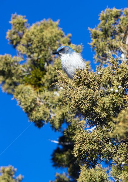 Scrub Jay Blue Bird Great Basin Region Animal Wildlife Stock photo © cboswell