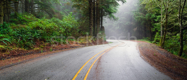 Misty forêt deux autoroute rural [[stock_photo]] © cboswell