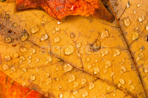 Leaves Fallen Winter Nature Ground Autumn Season Change Dew Drop Stock photo © cboswell