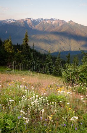 Early Morning Light Wildflower Meadow Olympic Mountains Hurrican Stock photo © cboswell