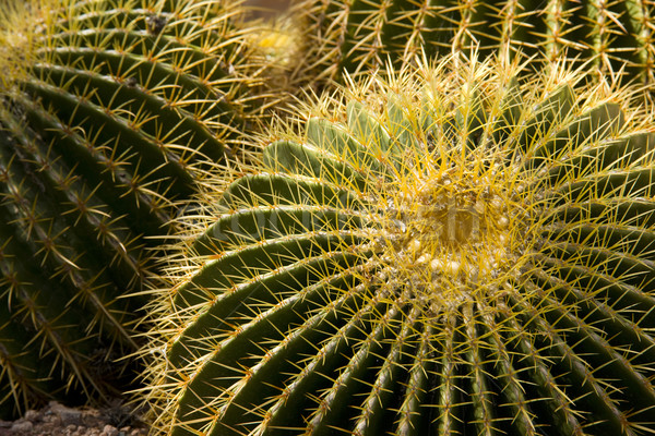 Thorny Cactus Stock photo © cboswell