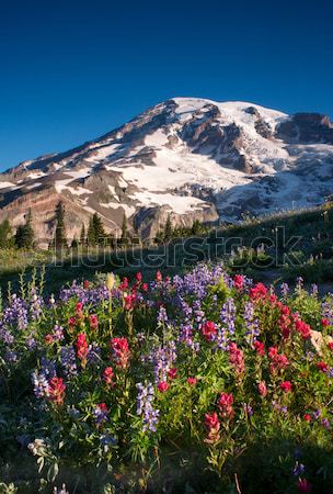 Stock foto: Wildblumen · blühen · Landschaft · Sommer · Pflanzen · Paradies