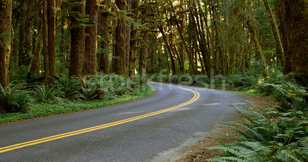 Two Lane Road Cuts Through Rainforest Stock photo © cboswell