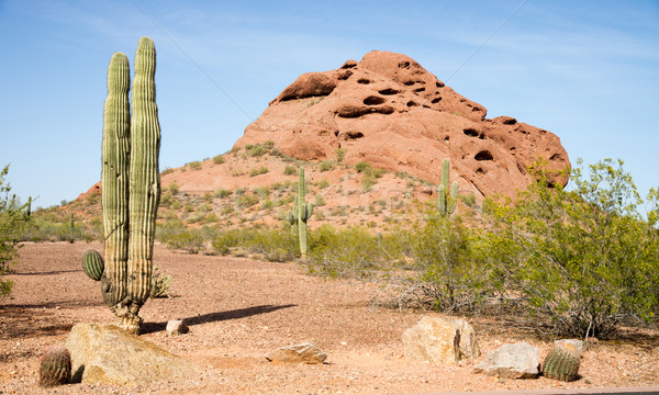 Arizona Desert Landscape Red Rocks Cactus Arid Landscape Stock photo © cboswell