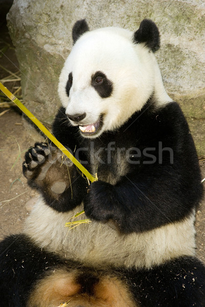 Panda Eats Regular Diet of Bamboo Shoots Stock photo © cboswell