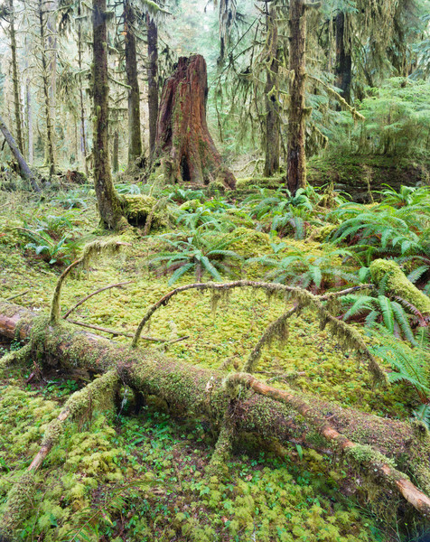 Cedro árboles profundo forestales verde musgo Foto stock © cboswell