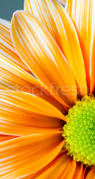 Festett százszorszép virág fehér narancs szirmok Stock fotó © cboswell