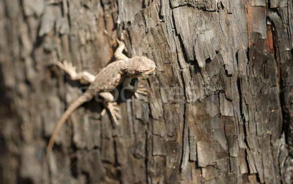 Hagedis bos reptiel boom hout Stockfoto © cboswell