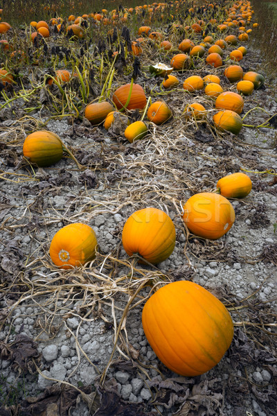 Farm Scene Halloween Vegetable Growing Autumn Pumpkins Harvest R Stock photo © cboswell