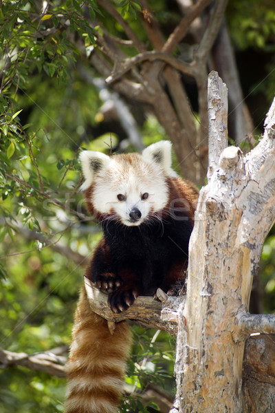 Stock photo: Red Panda Eats Regular Diet of Bamboo Shoots and Tree Branches