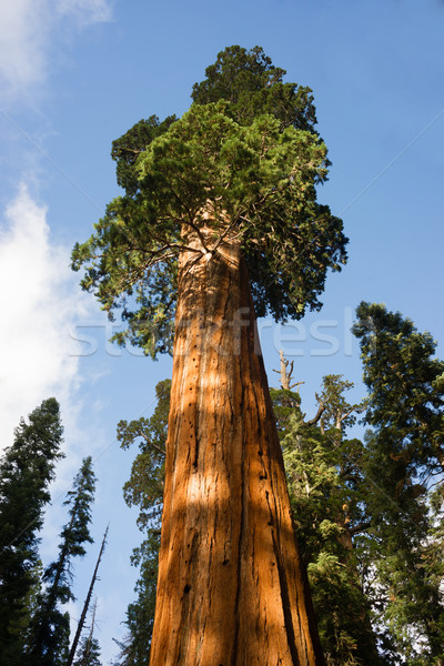 Giant Ancient Seqouia Tree California National Park Redwoods Stock photo © cboswell