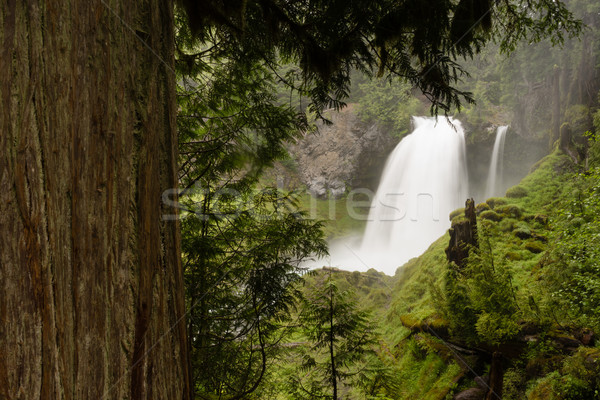 Sahalie Falls outputs a lot of water during the summer run off Stock photo © cboswell