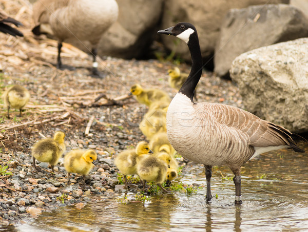Goose Mother Stands By Offspring Coming Ashore to Rest Stock photo © cboswell