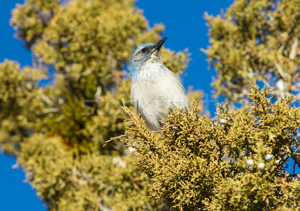 藍色 鳥 地區 動物 商業照片 © cboswell