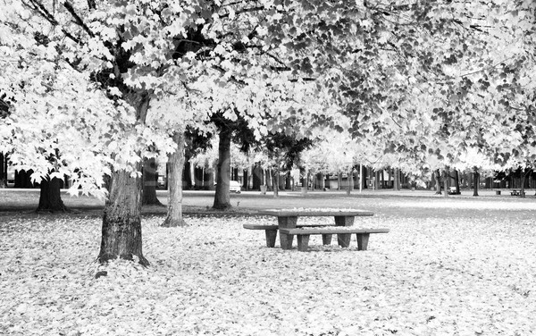 Rest Area Picnic Table Autumn Nature Season Leaves Falling Stock photo © cboswell